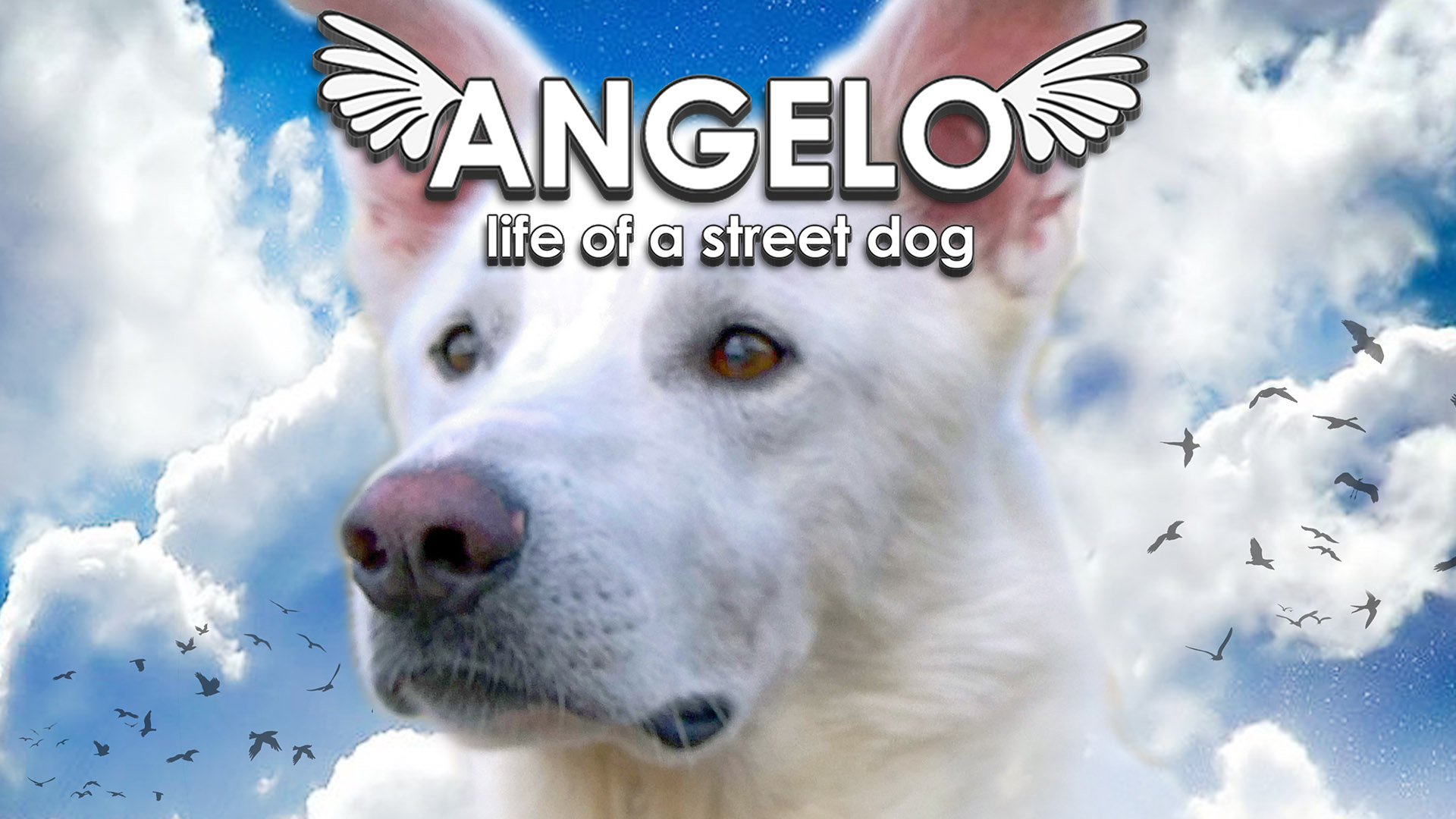 Angelo – Life of a Street Dog