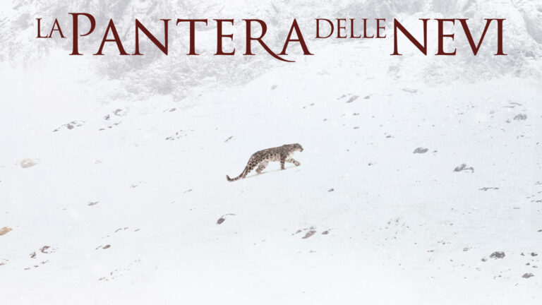 La pantera delle nevi